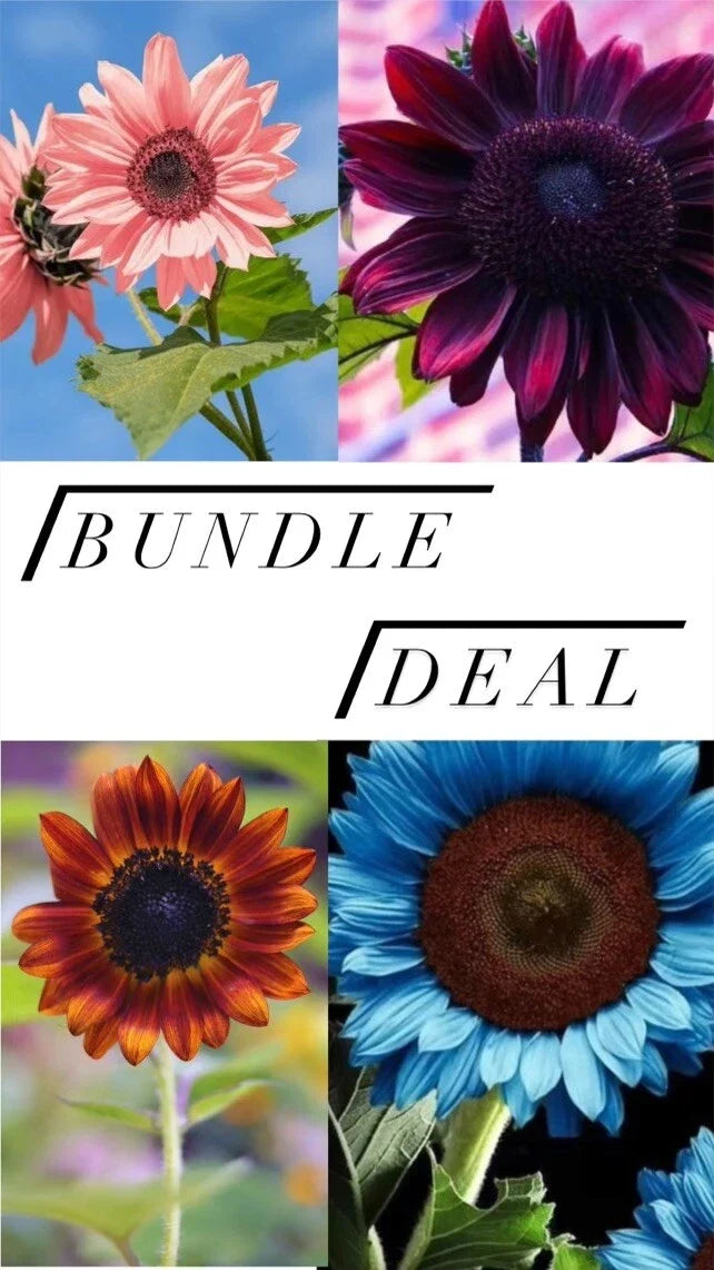 Sunflower Seeds Collection – Blue, Pink, Orange, Choc Cherry, Rare Varieties – Helianthus annuus, Non-GMO, Easy Grow, Garden, Flowering
