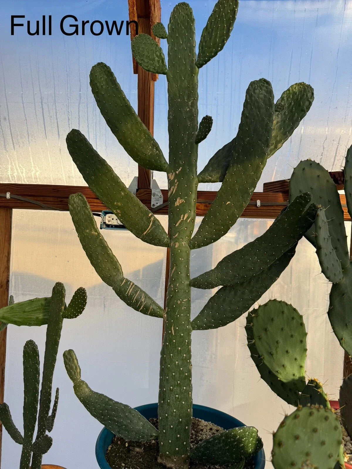 Sour Prickly Pear Cactus Starts - Consolea Rubescens - Fast Growing Rooted Succulent for Garden or Indoor Use