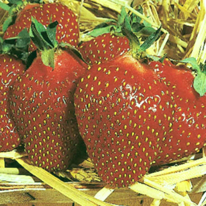 Honeoye Strawberry Plants Set of 6 Bare Root, Junebearing, Disease Resistant, Fragaria × ananassa 'Honeoye'