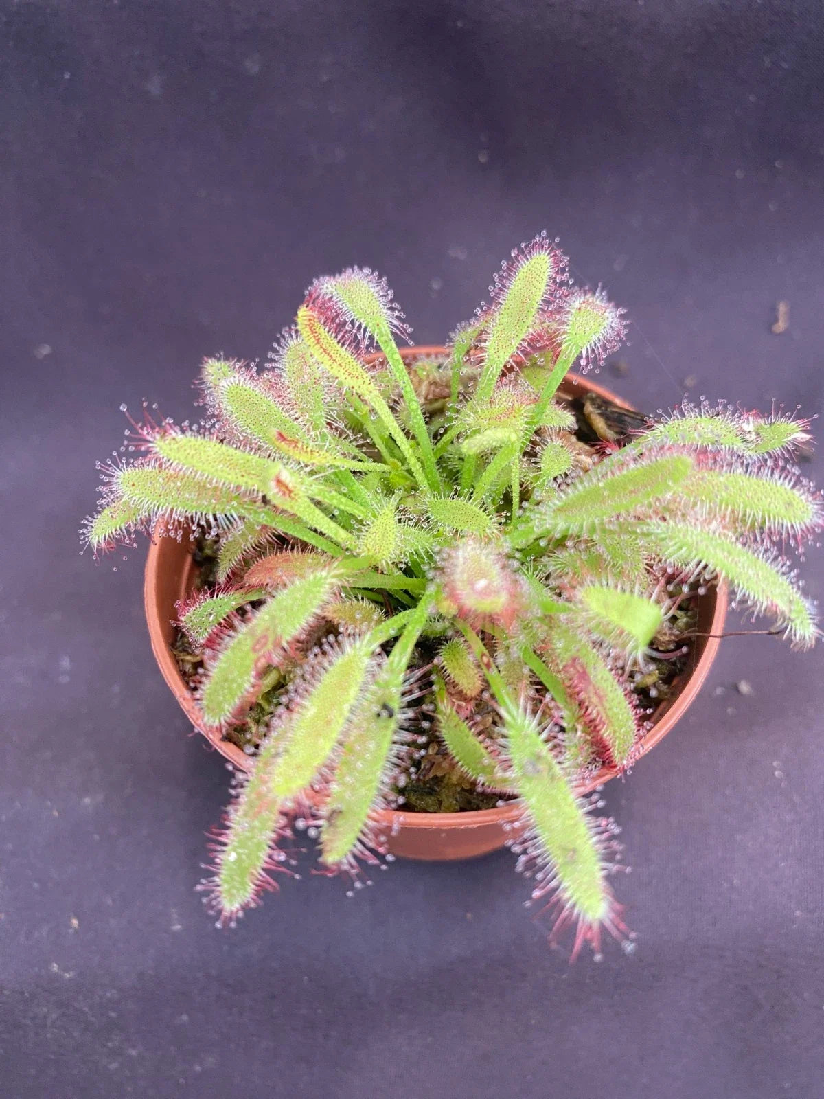 Drosera capensis 'Mini Red' | Rooted Carnivorous Plant in 2.5" Pot | Compact Red Sundew for Indoor & Outdoor