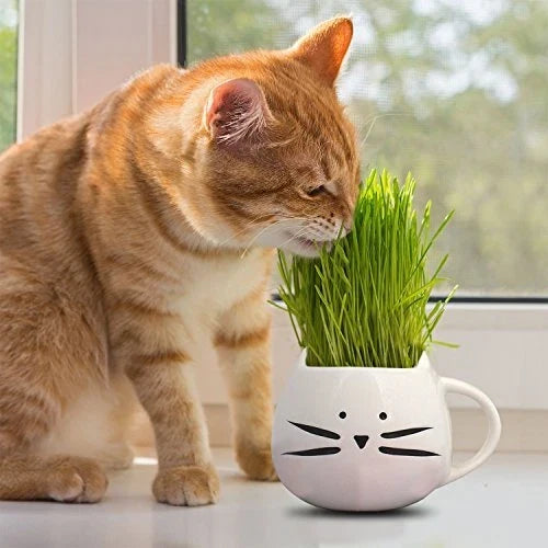 Cat Grass Seeds, Non-GMO Heirloom Herb Seeds for Cats, Triticum aestivum, Indoor/Outdoor Growing