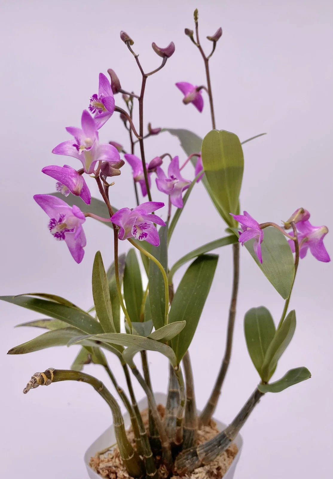 Dendrobium KINGIANUM Orchid Plant – Fragrant Miniature Flower – Easy Indoor Growing – Dendrobium kingianum