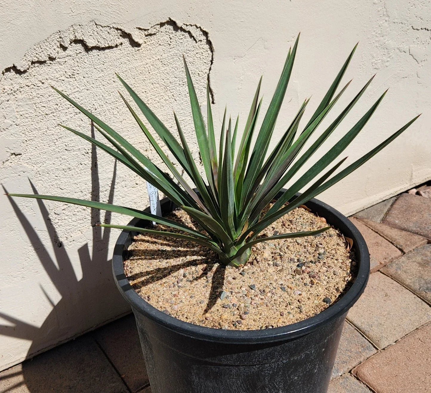 Yucca Aloifolia Spanish Bayonet Live Rooted Plant - Ideal for Houston Gardens