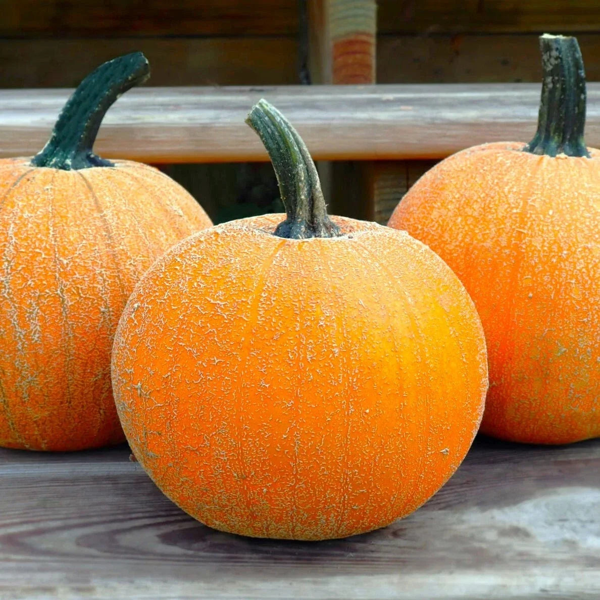 Winter Luxury Pie Pumpkin Seeds – Heirloom Cucurbita pepo for Pies & Fall Decorations, 20 Non-GMO Seeds