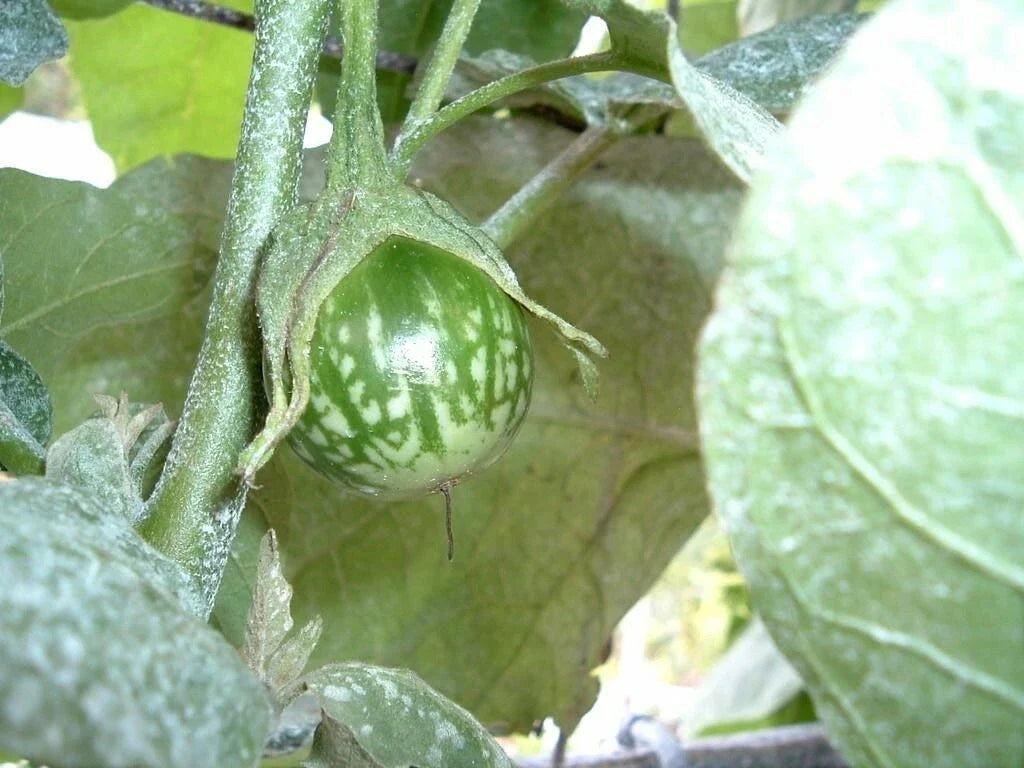 Kermit Eggplant Seeds - 20+ Solanum melongena Round Thai Eggplant for Home Gardening