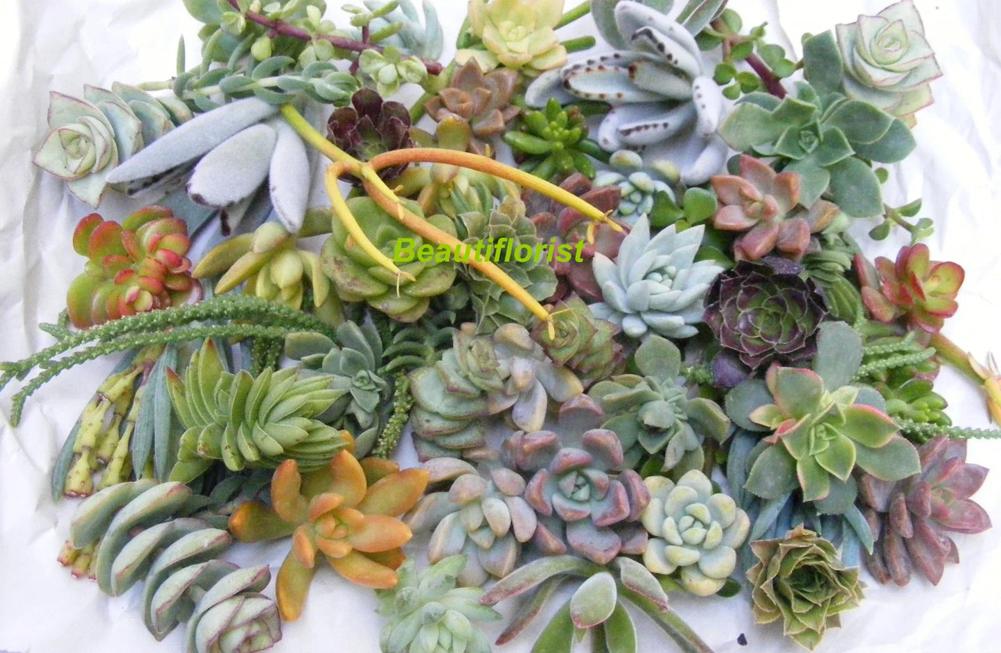 Assorted Succulent Cuttings Pack - 20 Varieties for Indoor Gardening, DIY Arrangements & Crafts - Echeveria, Sedum, Aloe