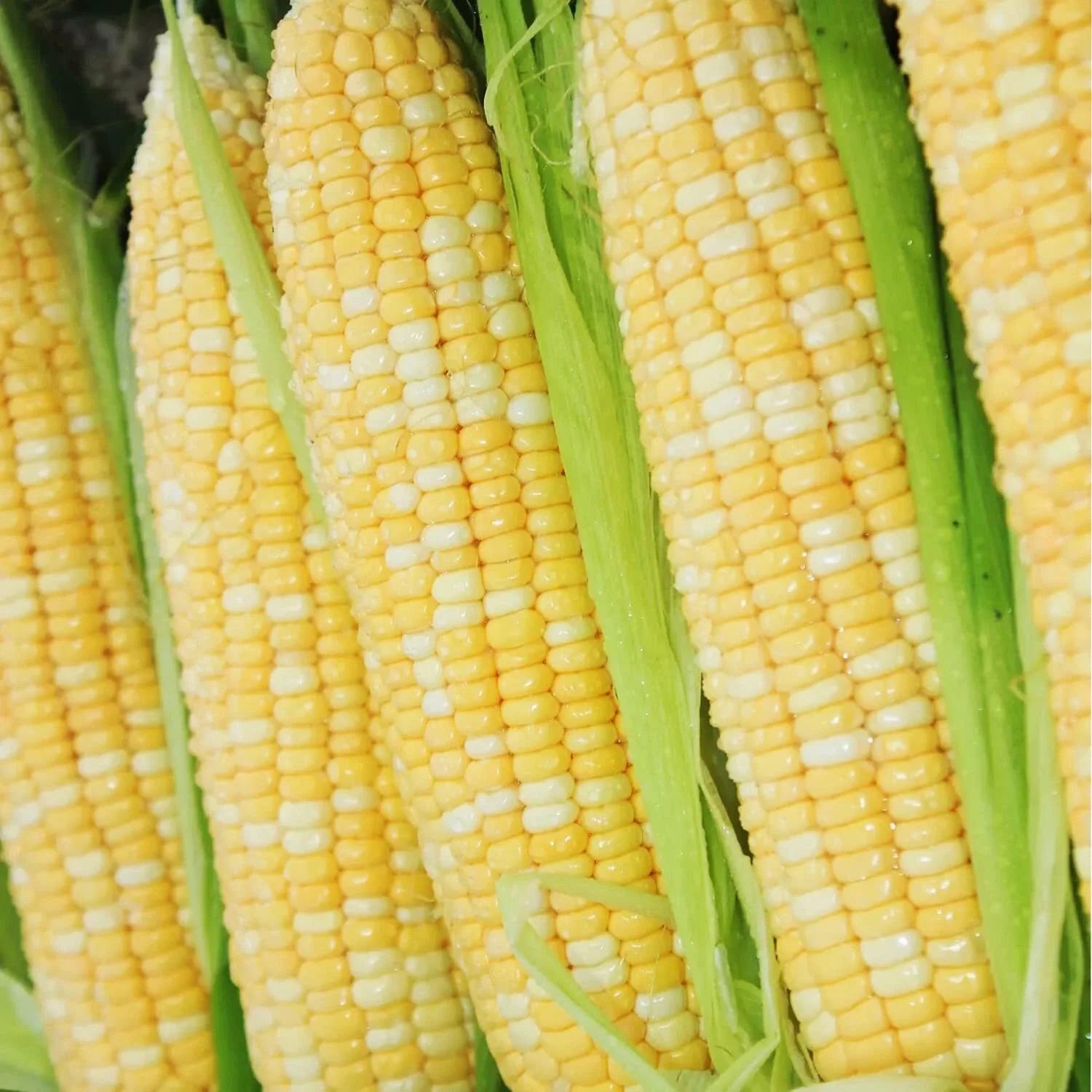 Peaches and Cream Bi-Color Sweet Corn Seeds, Non-GMO Heirloom Zea mays, 200 pcs