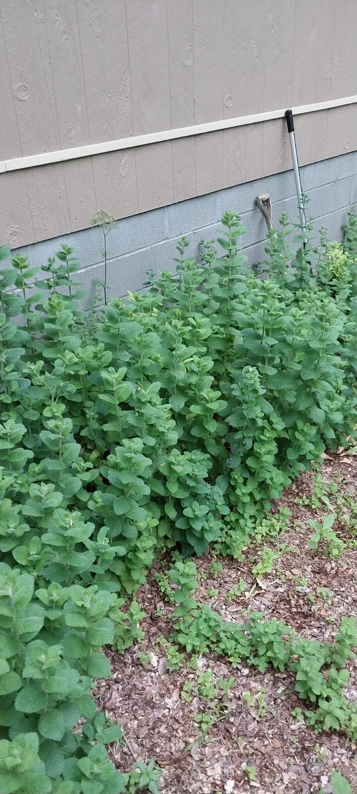 Hardy Giant Apple Mint Plants 4 Pack - Mentha suaveolens 'Variegata' - Aromatic Herb for Culinary & Garden