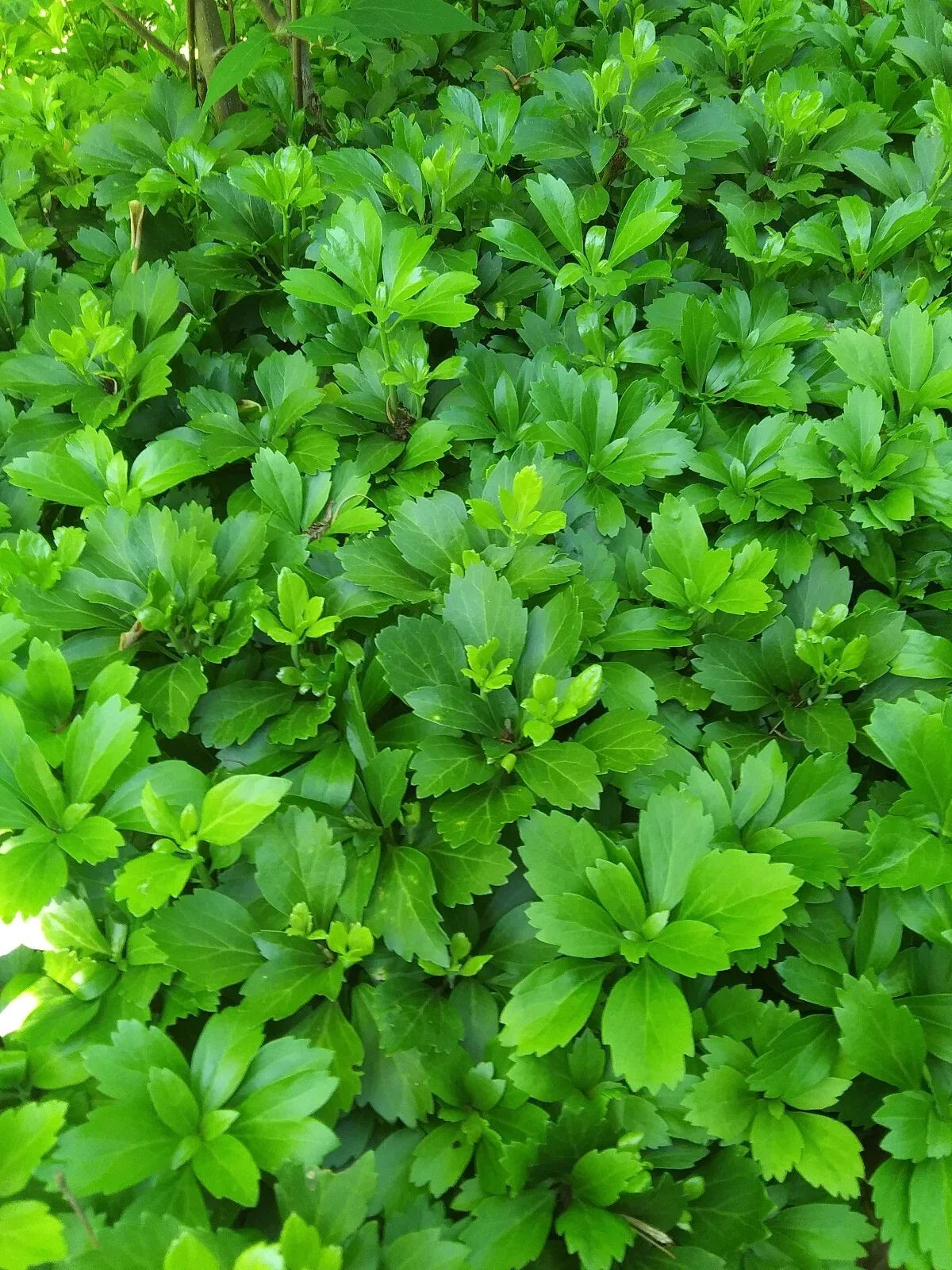 Pachysandra Terminalis Ground Cover - 50+ Mature Shade-Loving Evergreen Plants for Erosion Control