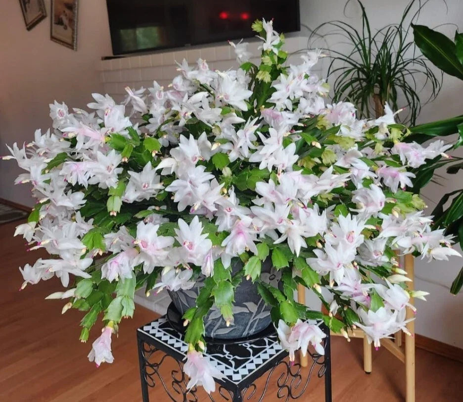 White Christmas Cactus Live Plants – 3-Inch Pot, Schlumbergera, Indoor Holiday Decor, White Blooms, Low Maintenance
