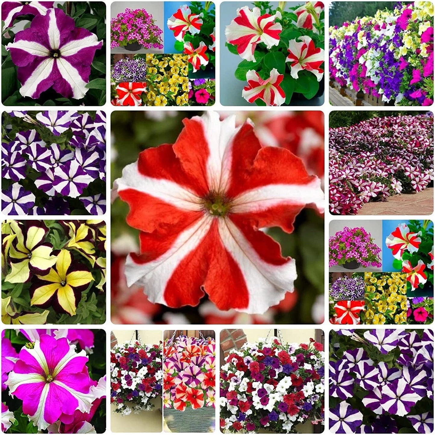 Mixed Petunia Flower Seeds - 100 Non-GMO Seeds for Vibrant Garden Colors, Easy to Grow, Petunia x hybrida