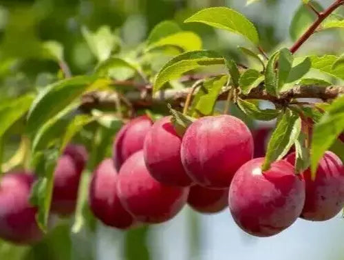 Organic Plum Tree Cuttings Unrooted Grafting Propagation Prunus domestica 6+1 Free