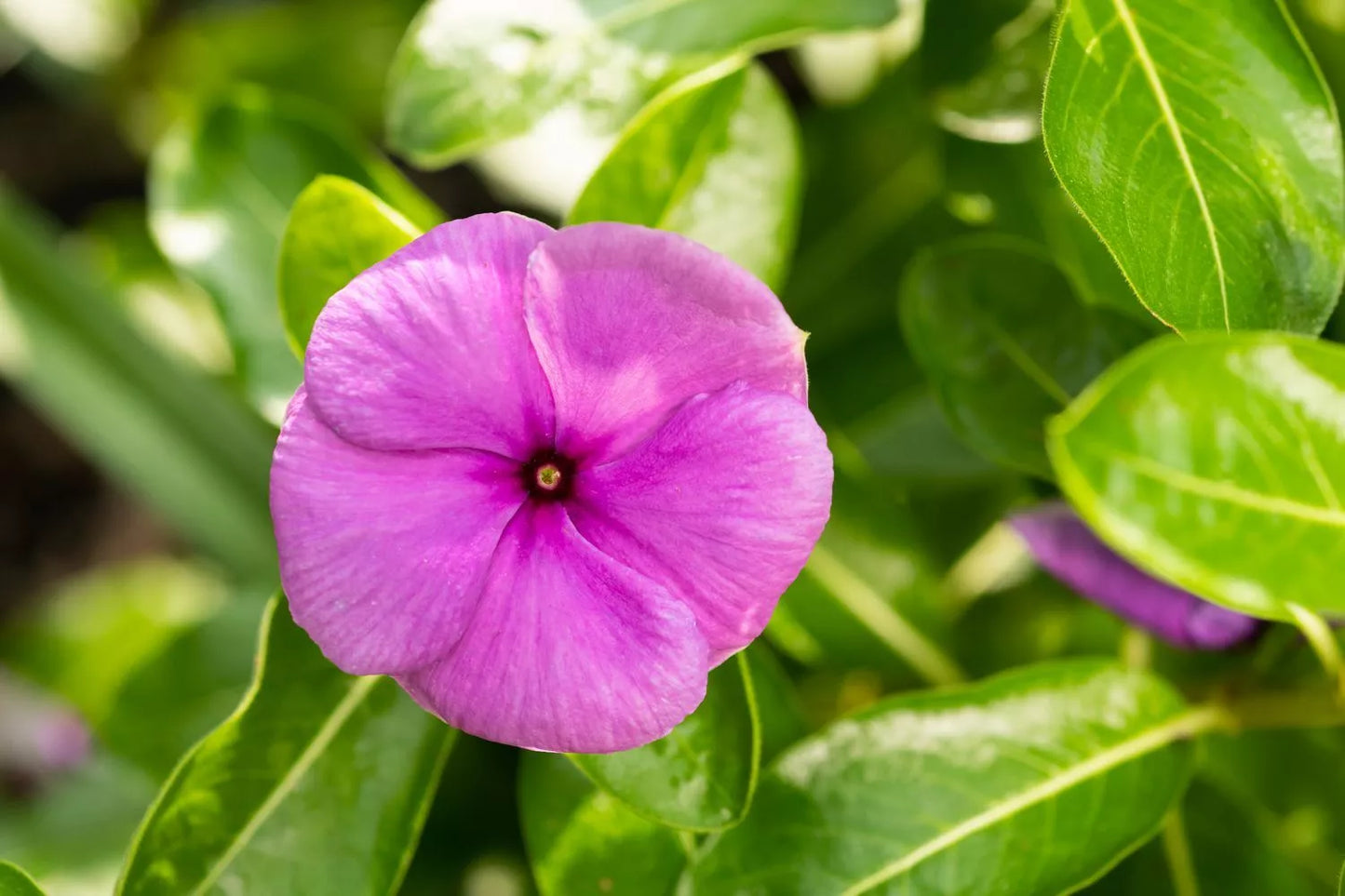 Vinca Seeds Set of 100 | Sunsplash Deep Pink Catharanthus roseus Flowering Plant for Gardens & Containers