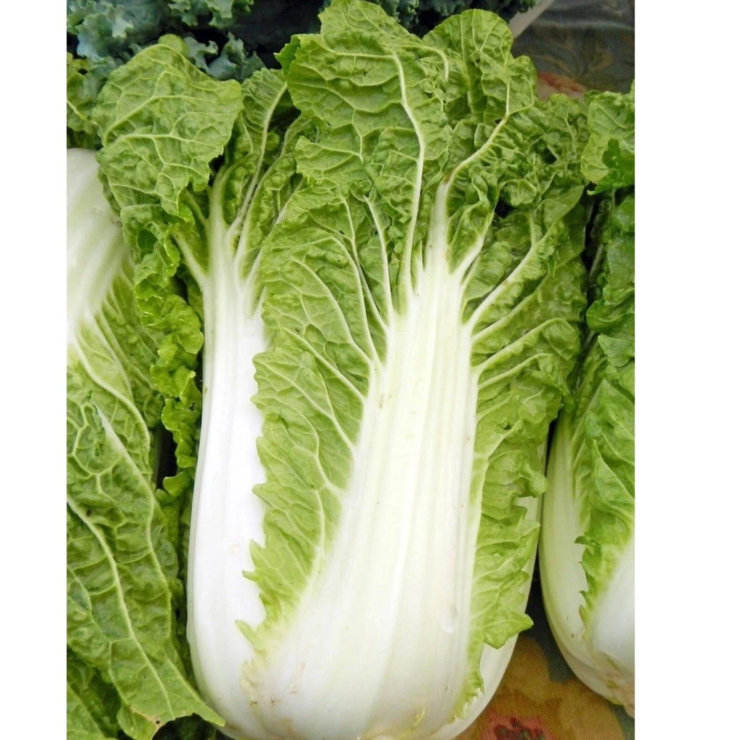 Napa Cabbage Seeds Pack - Organic, Non-GMO, Heirloom Michihili Variety for Salad, Stir-Fry & Pickling - Brassica rapa subsp. pekinensis