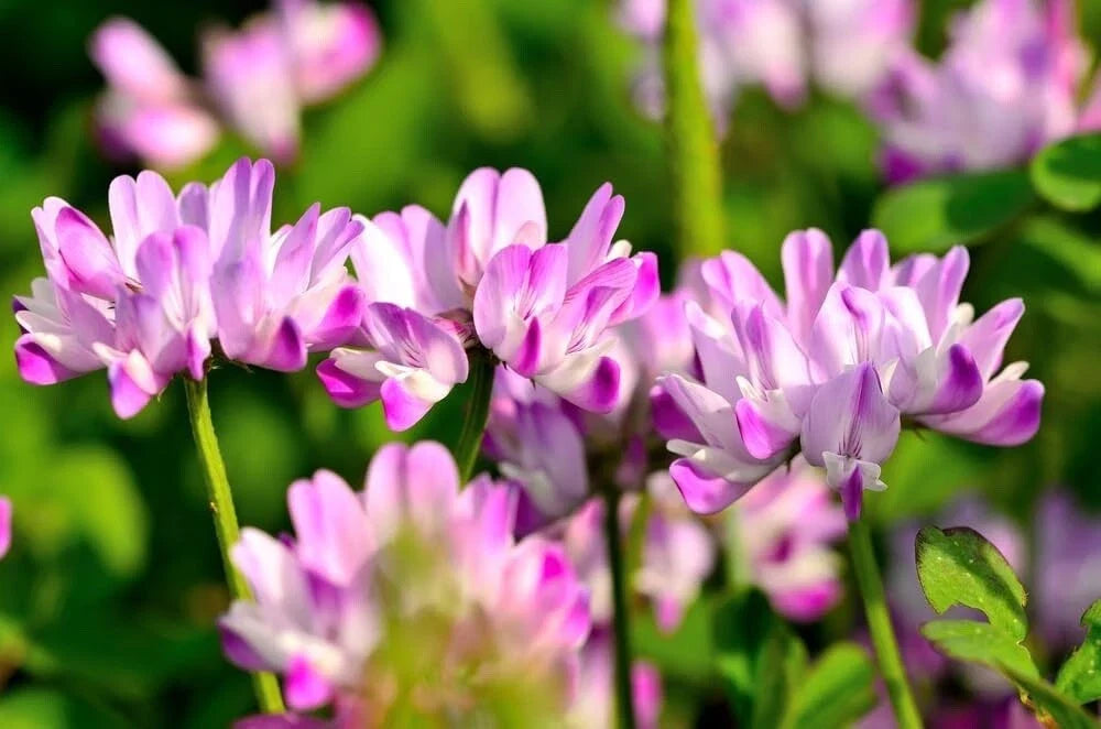 Chinese Milk Vetch Flower Seeds 500 Count Astragalus sinicus for Gardens, Pollinators & Soil Improvement