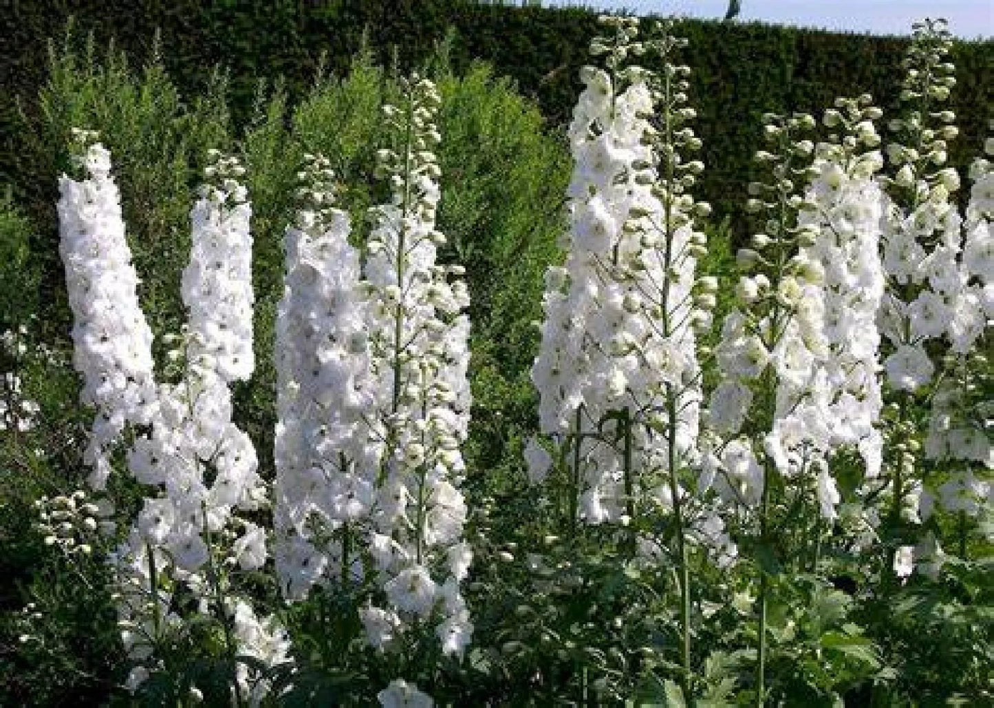 White King Larkspur Seeds - Delphinium consolida, 30 Pre-Stratified Seeds