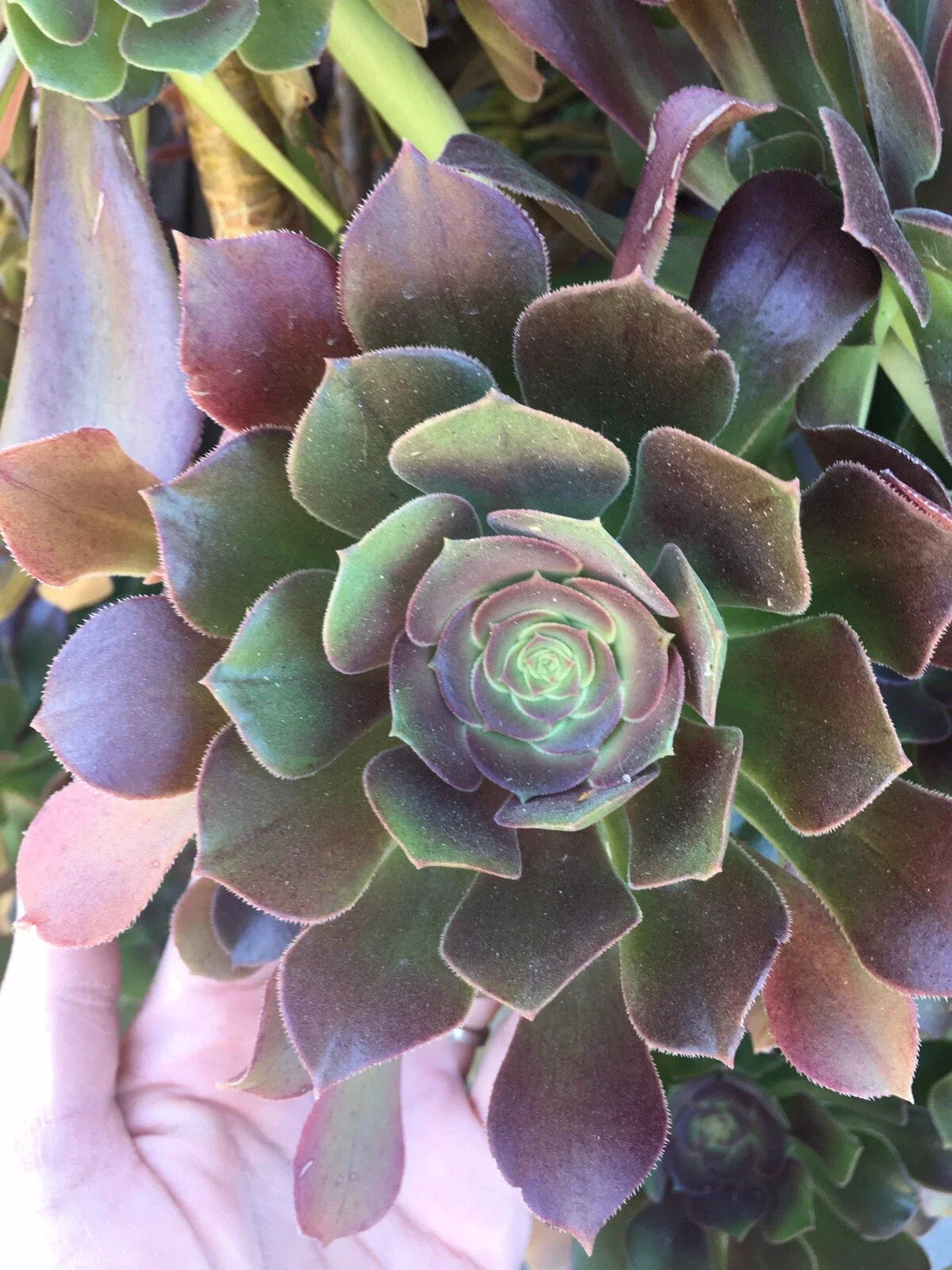 BiColor Aeonium Rosette Cuttings - Succulent Plant, Aeonium ‘Sunburst’, 3-4 Inch Diameter, Easy Care Indoor/Outdoor Garden Plant