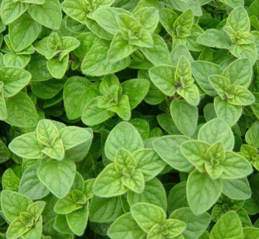 Italian Oregano Seeds 2000+ Non-GMO Culinary Herb Garden Seed Origanum vulgare