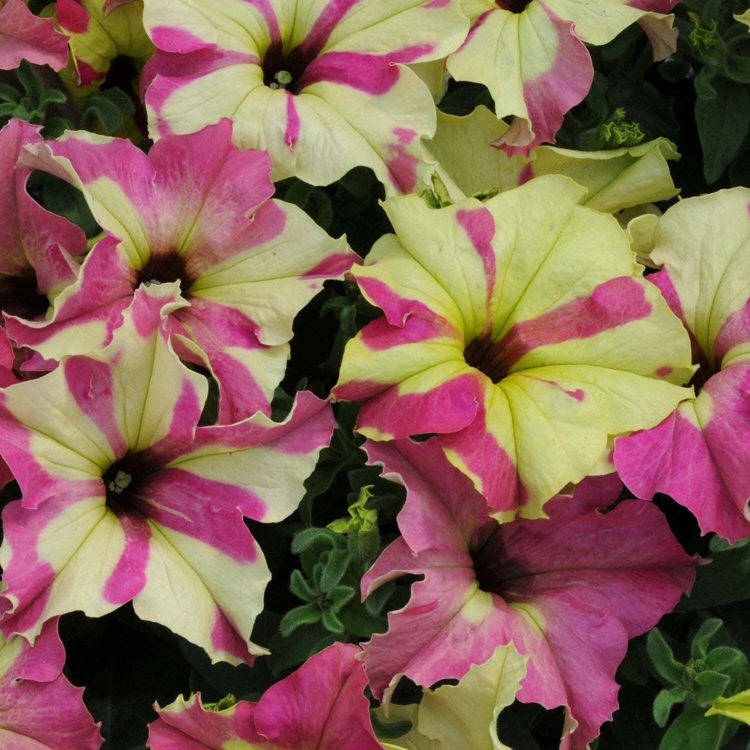 Petunia Seeds 10 Pelleted Sophistica Lime Bicolor Petunia x hybrida for Garden, Containers, Hanging Baskets