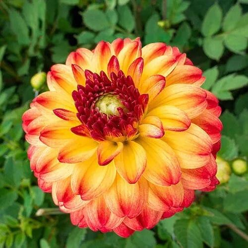 Kasagi Dahlia Seeds - Perennial Flower Seeds for Vibrant Blooms - Dahlia pinnata - Garden, Border, Container Planting