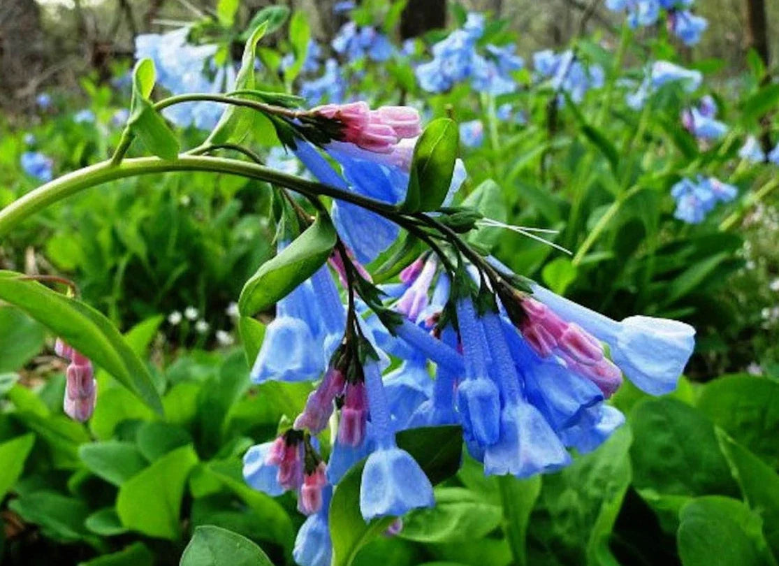 Virginia Bluebell Roots - 15 Fresh Perennial Flowers - Mertensia virginica - Blue Bell-Shaped Blooms for Shade Gardens
