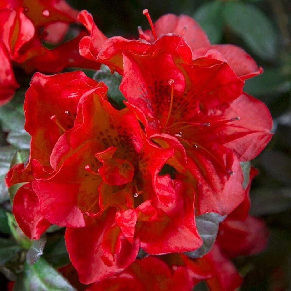 Encore Autumn Fire Azalea Starter Plant, Well-Rooted 1-Gallon Container, Deep Red Blooms, Rhododendron 'Autumn Fire'