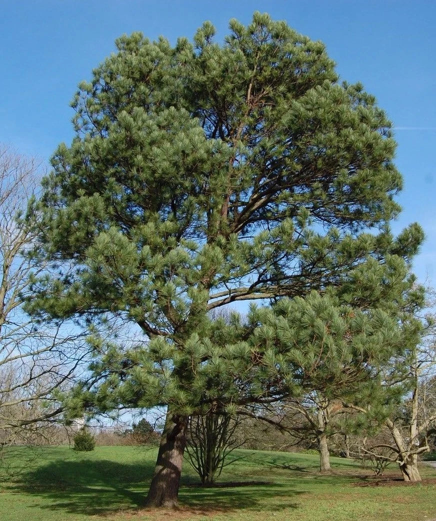 Loblolly Pine Seedlings 1ft - Evergreen Fast-Growing Pinus Taeda Native to Southern USA - 3 Live Plants