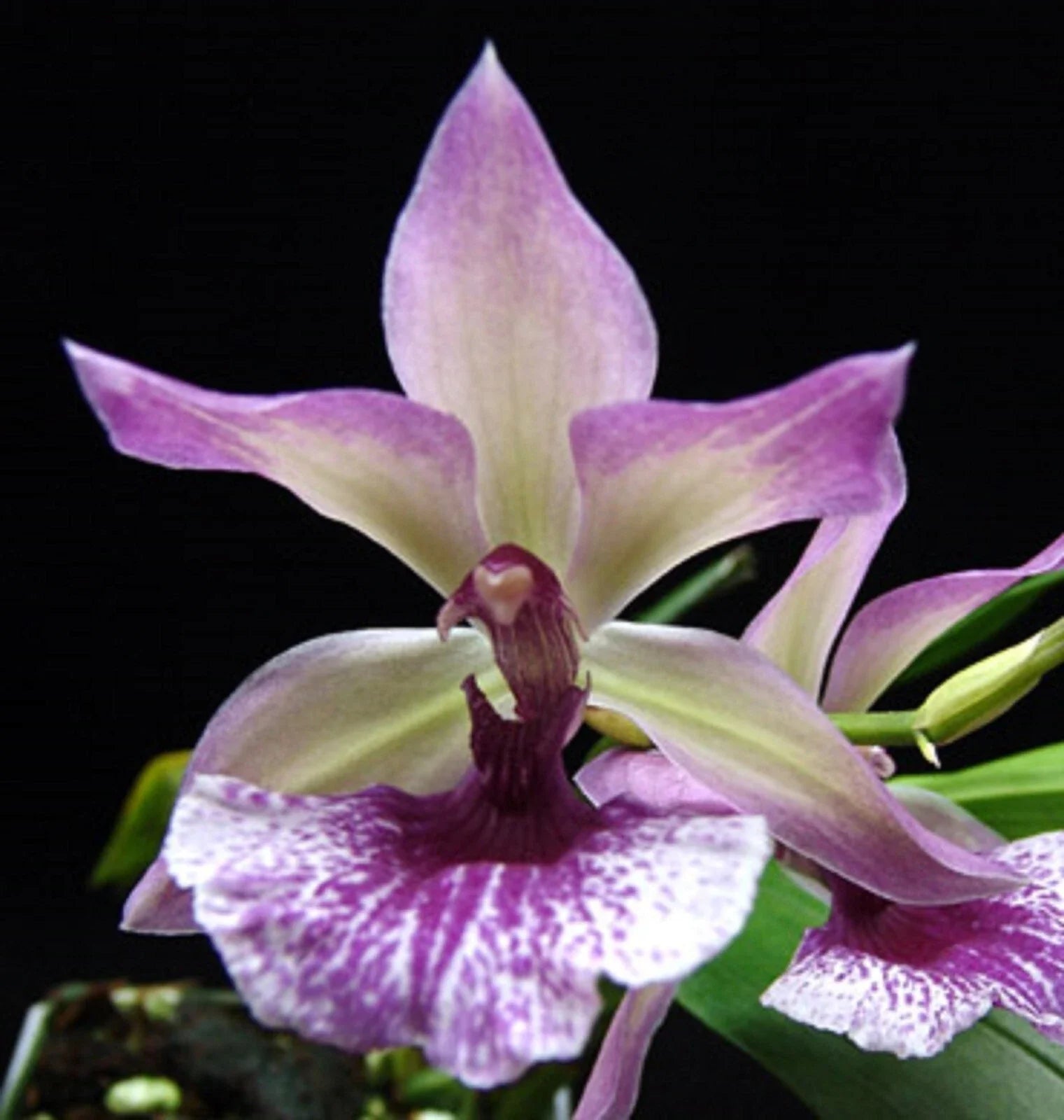 Orchid Plant 2.5" Pot Zygonisia Cynosure 'Blue Birds' Exotic Blue and White Blooms