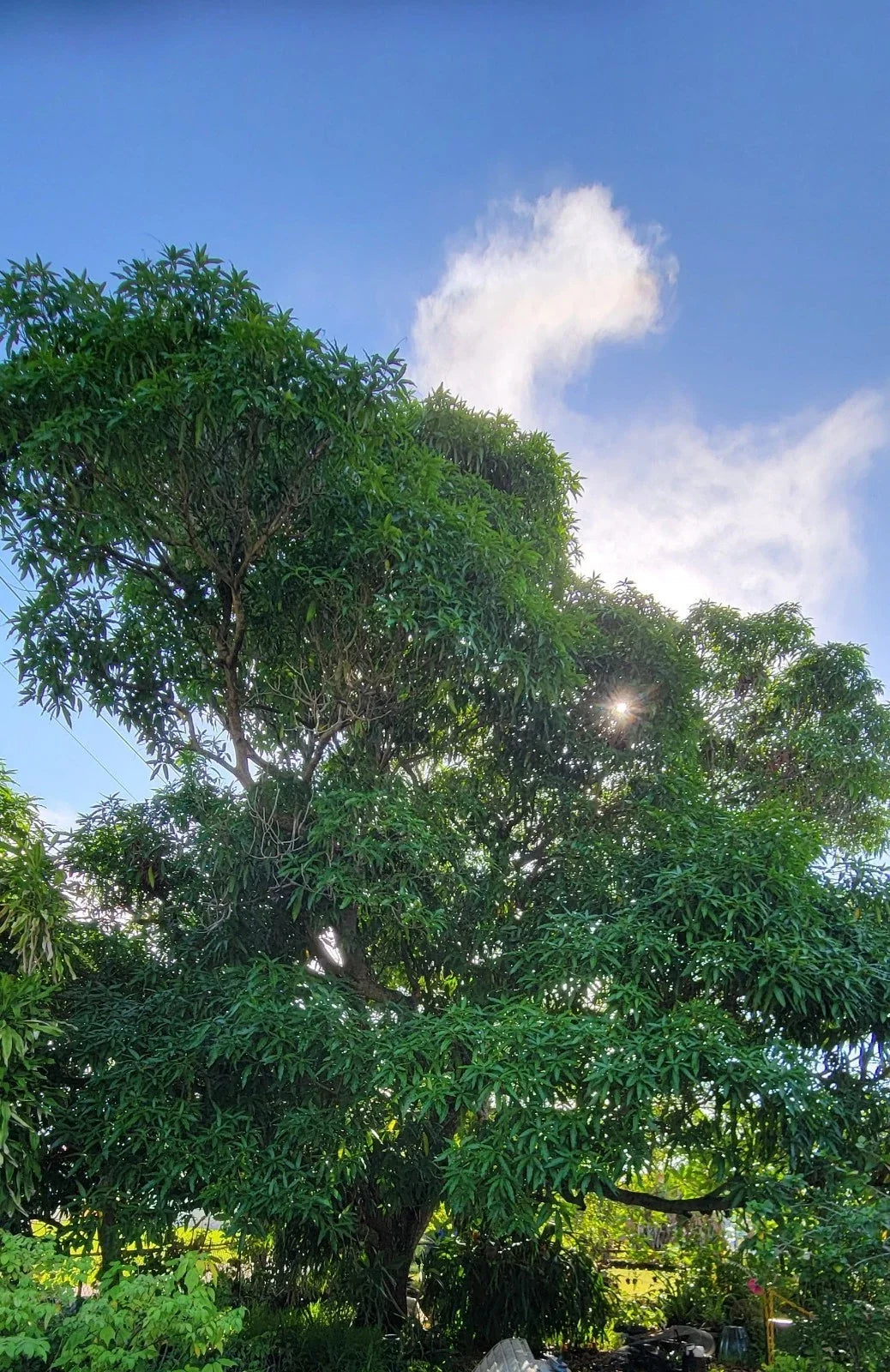Rooted Hayden Mango Tree Seedling - Live Tropical Fruit Plant Mangifera indica, Juicy Mango Tree for Garden or Patio