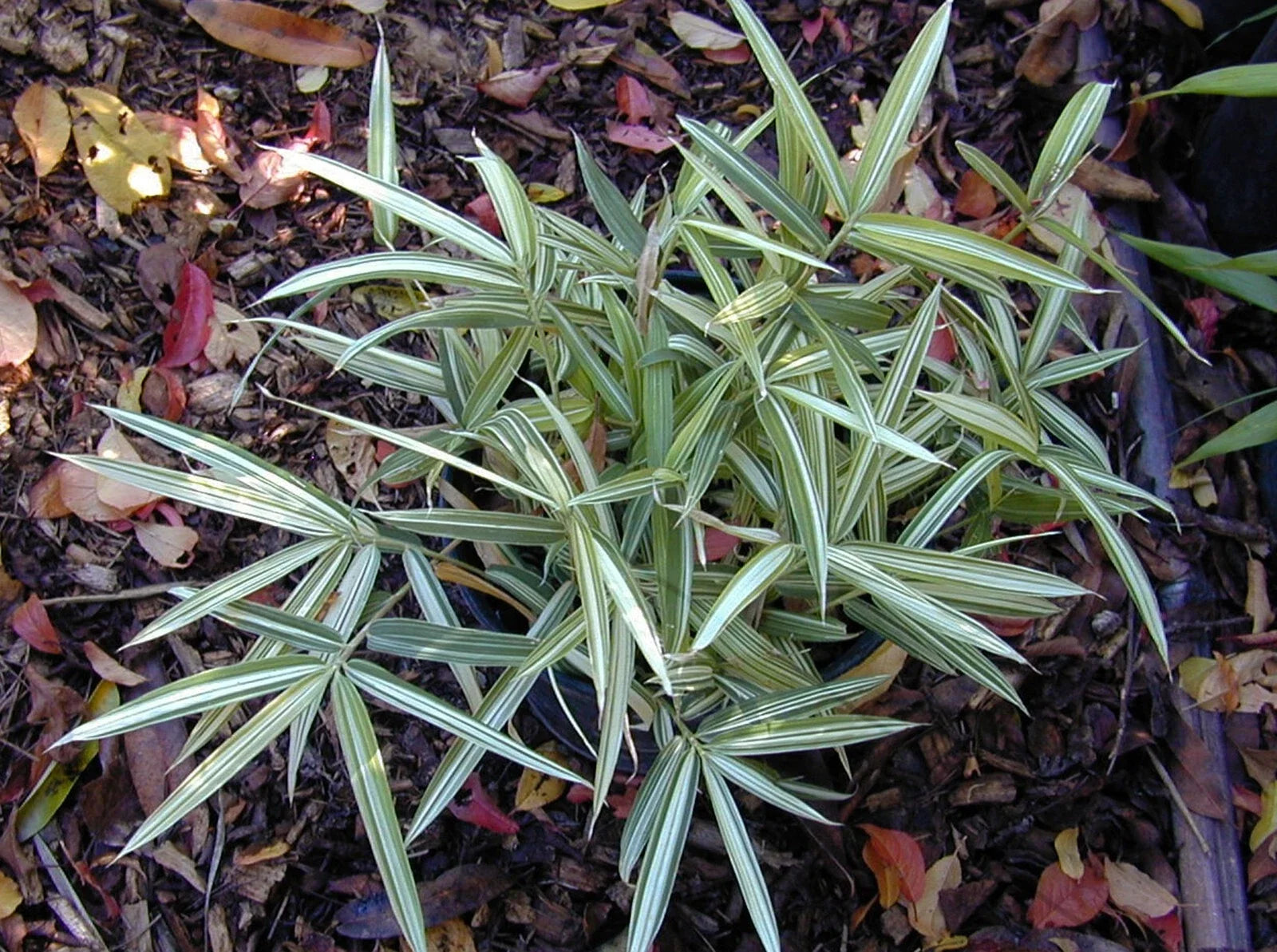 Dwarf White Stripe Bamboo Seeds - Clumping Privacy Screen - Bambusa vulgaris var. vittata - Garden and Landscape Plant