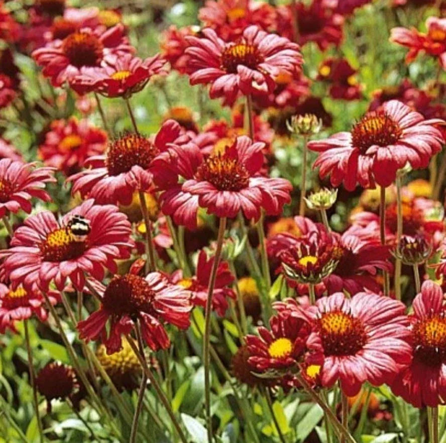 Burgundy Blanket Flower Seeds - Gaillardia Perennial - 100 Non-GMO Seeds