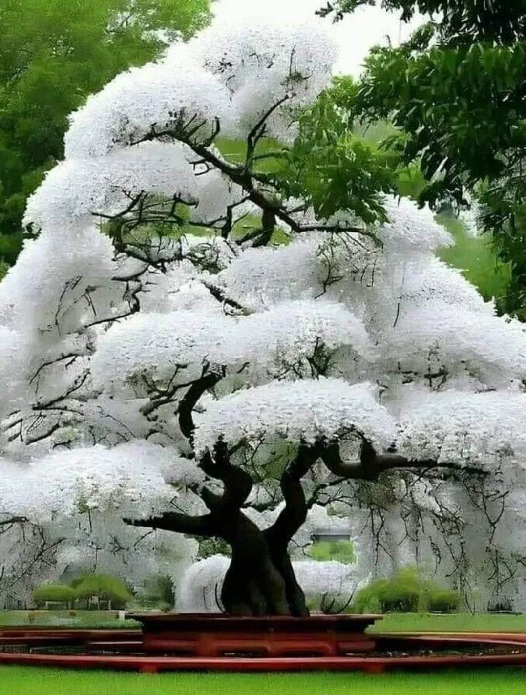 White Flowering Cherry Tree Seeds - 10 Pack Prunus serrulata for Landscaping & Garden Planting