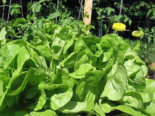 Bibb Leaf Lettuce Seeds - Heirloom Non-GMO Lactuca sativa for Salad & Garden Planting, Pack of 25+ Seeds