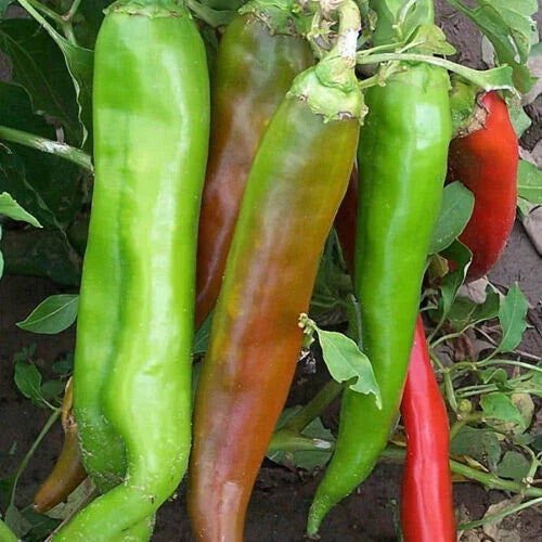 Big Jim Hot Pepper Seeds Organic Non-GMO 30 Count Capsicum annuum Hot-Medium Variety