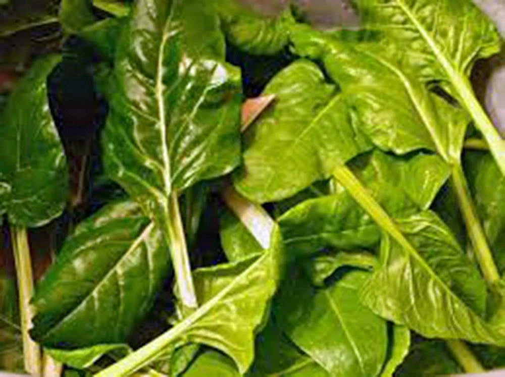 Heirloom Swiss Chard Seeds - Perpetual Spinach Beta vulgaris subsp. vulgaris Non-GMO Pack of 500+ Seeds