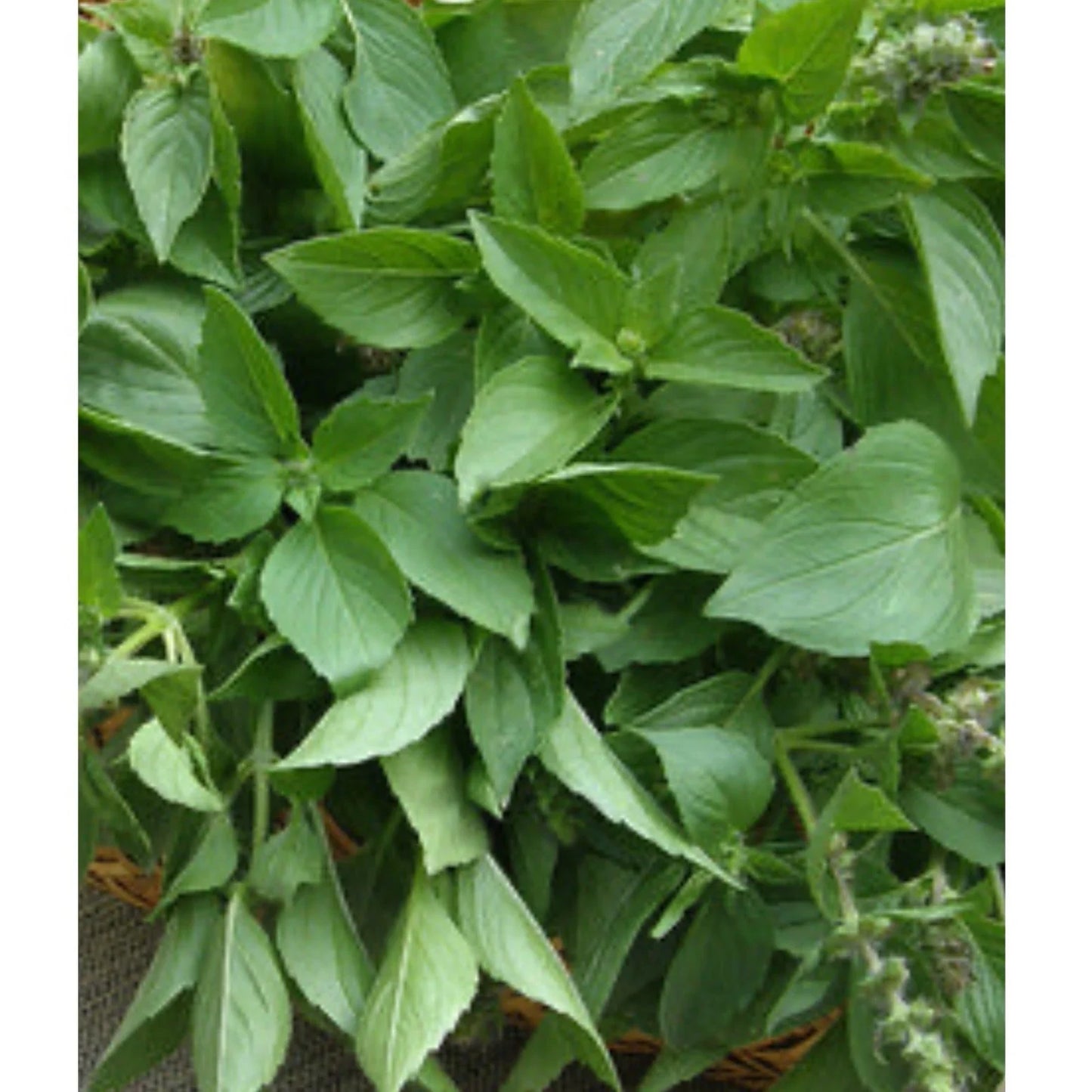 Lemon Basil Seeds - Heirloom Herb Seeds for Culinary & Garden - Ocimum basilicum - 100+ Seeds
