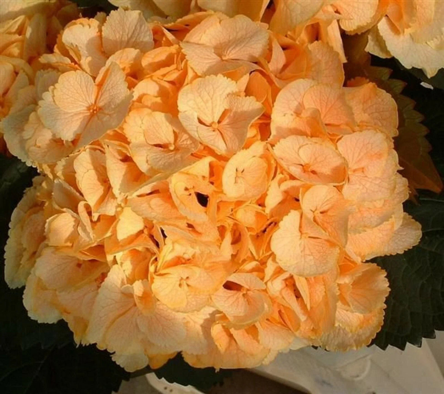 Yellow Hydrangea Seeds - Perennial Hardy Flower Bush - Hydrangea macrophylla - 5 Seeds Pack