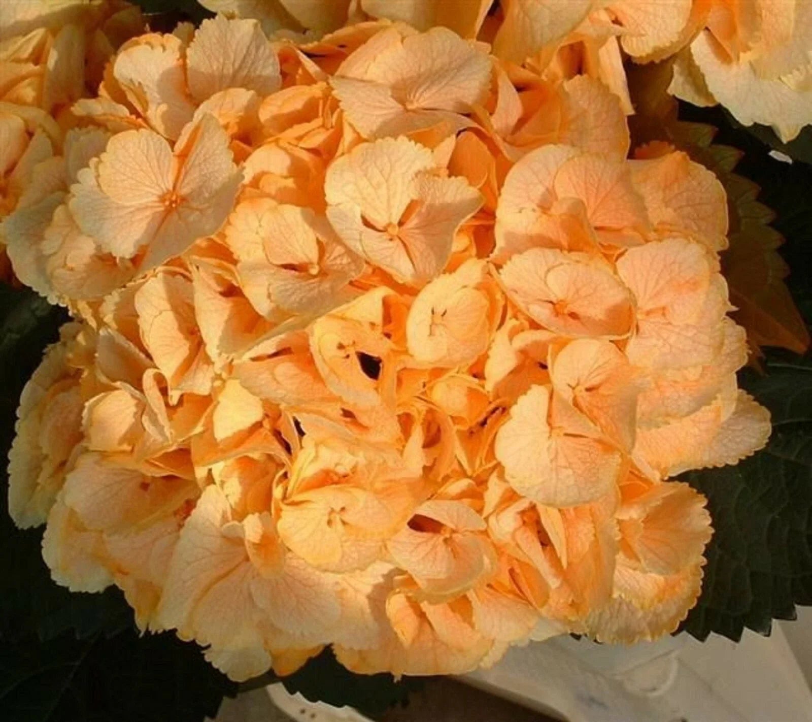 Yellow Hydrangea Seeds - Perennial Hardy Flower Bush - Hydrangea macrophylla - 5 Seeds Pack