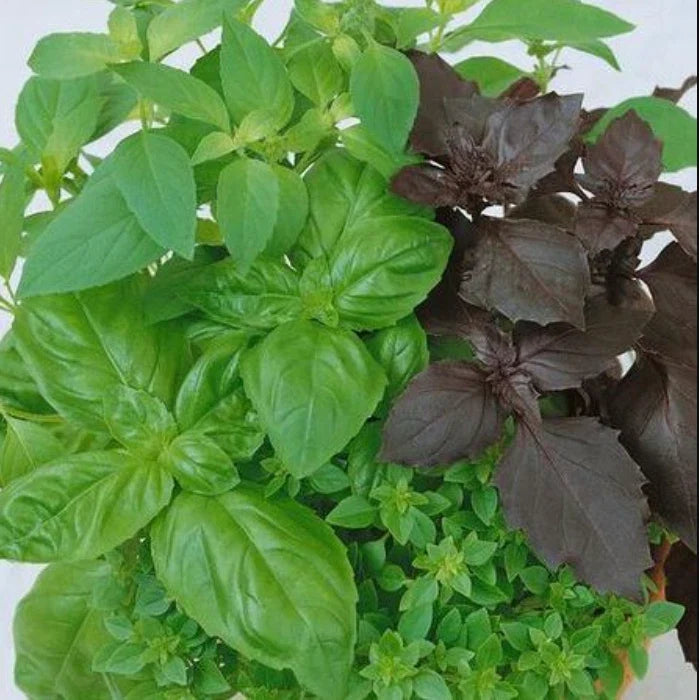 Culinary Basil Seeds - Mixed Variety Non-GMO Herb Seeds for Kitchen Garden, Aromatic Basil Blend, 200 Seeds