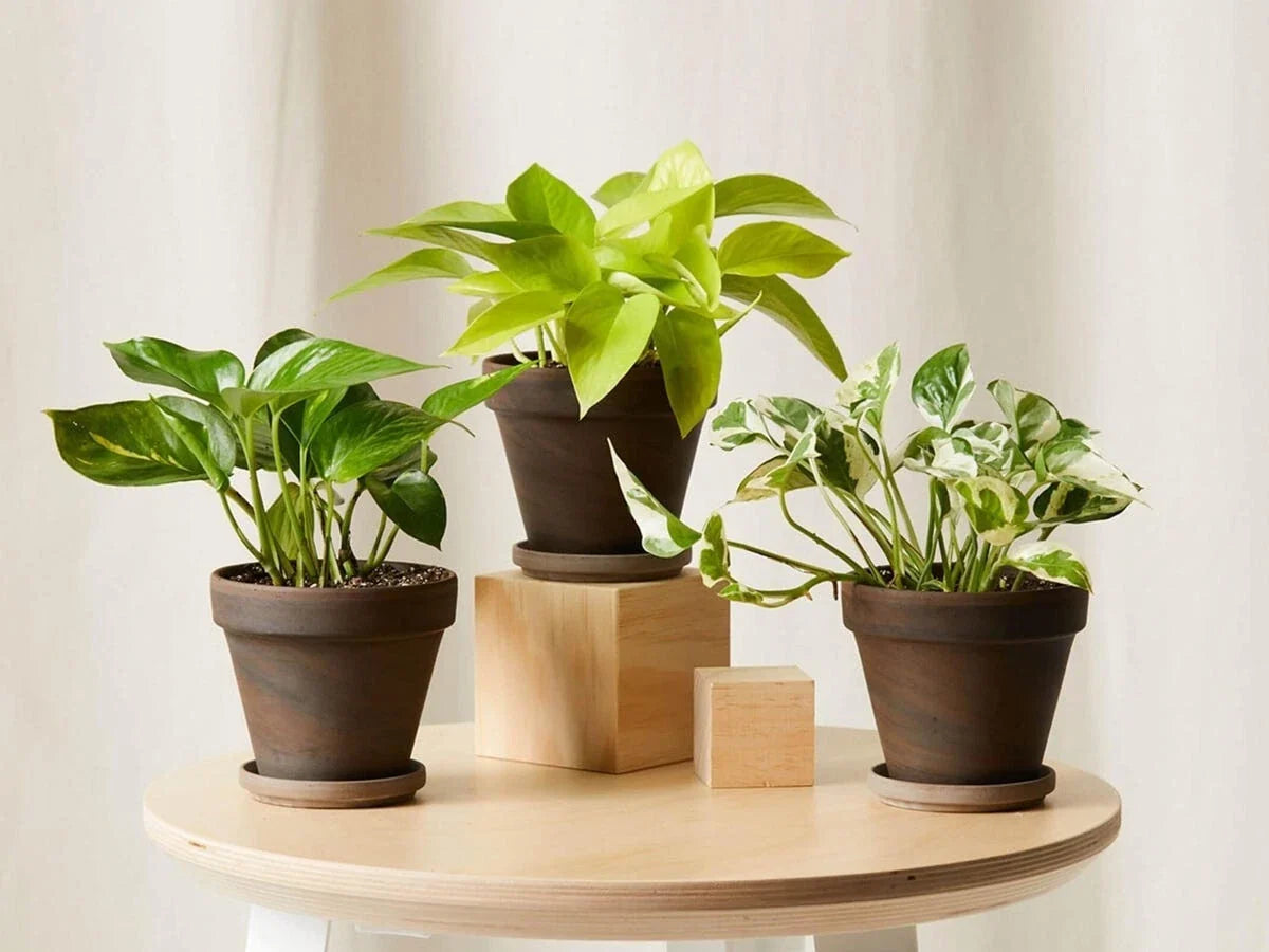 Rooted House Plant Starter in Various Sizes – Indoor Plants for Beginners – Low Maintenance Greenery – Scientific Names Included