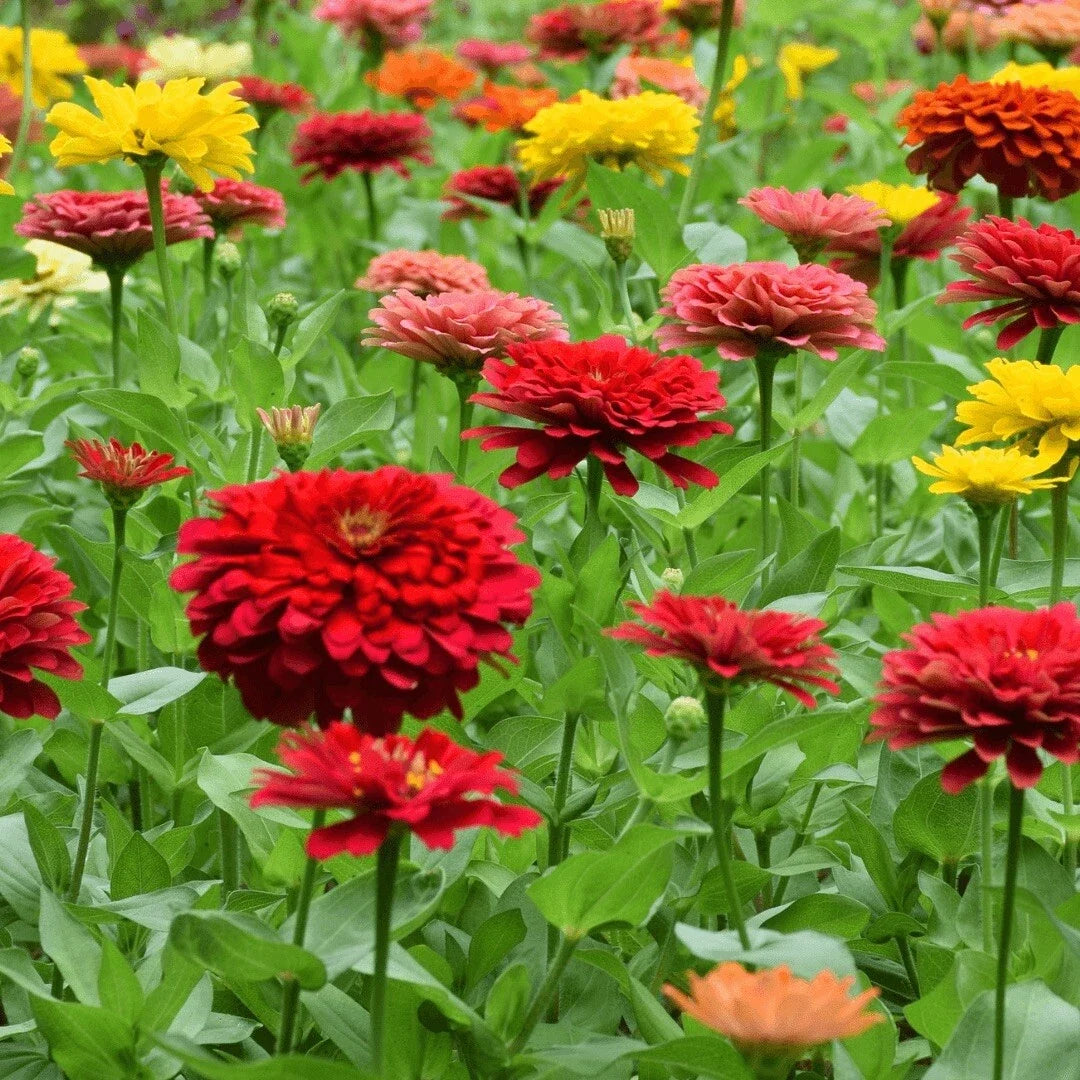 Zinnia Seeds - 200+ Mixed Color Variety for Vibrant Flower Gardens - Zinnia elegans, Annual, Bright Blooms