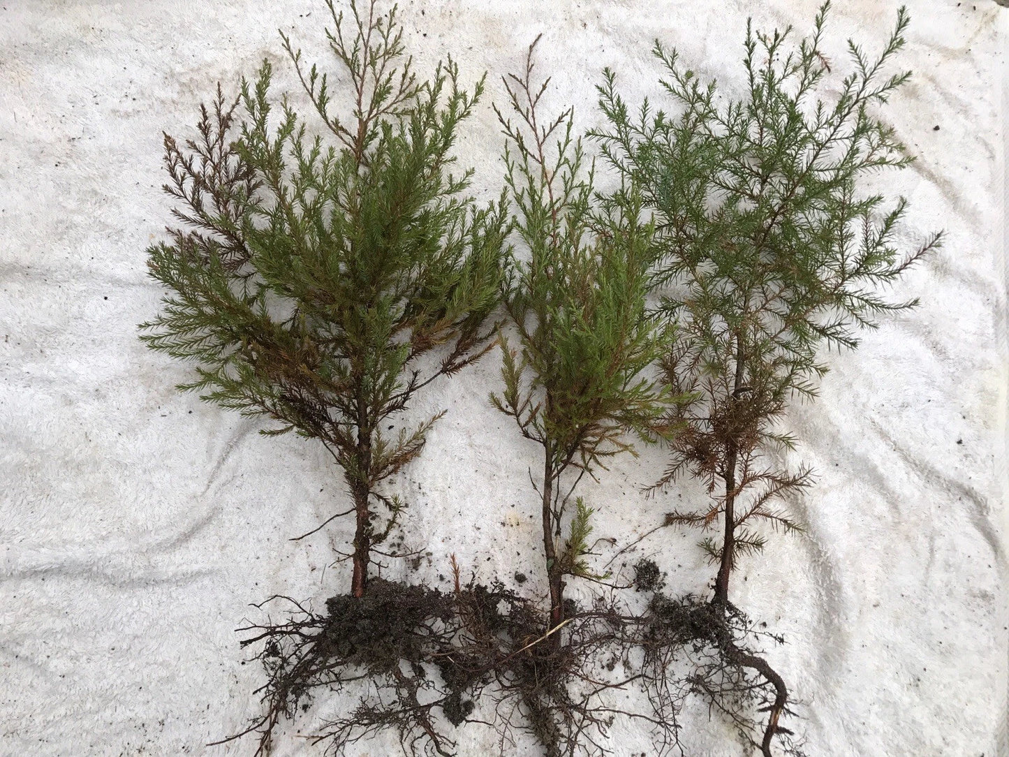 Southeastern Red Cedar Trees Live Seedlings 10-14" Bare Root Juniperus virginiana for Landscaping & Wildlife