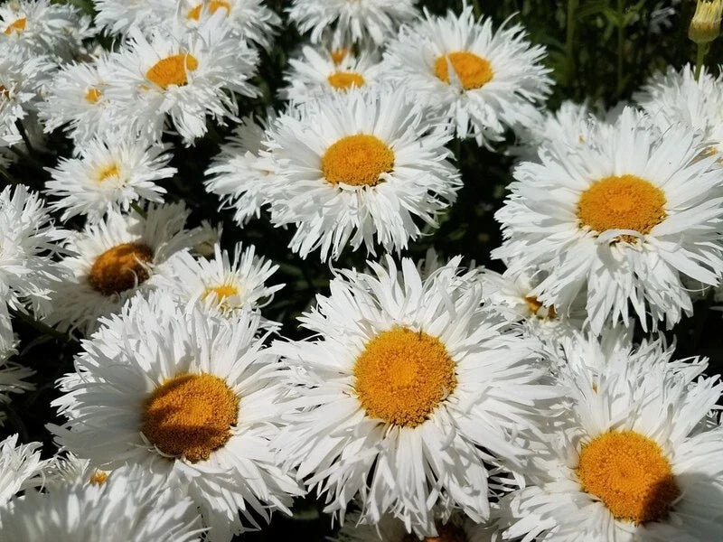 Daisy Seeds - Perennial CRAZY DAISY Shasta White Frilly Flowers - Non-GMO 100 Seeds