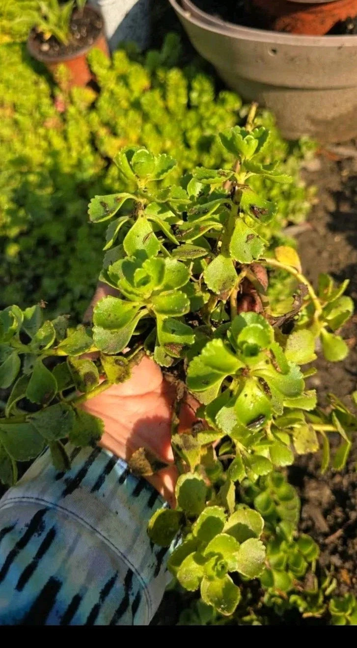 Stonecrop Sedum Plants - Dragons Blood Variety - Hardy Succulent Ground Cover - Sedum spurium - Potted Plant