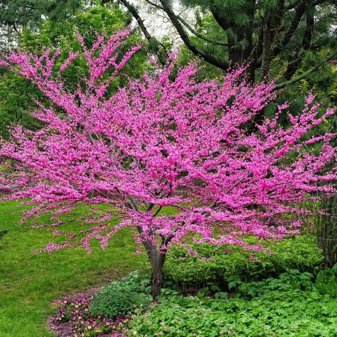 Eastern Redbud Tree Seeds - 20+ Cercis canadensis Pink Flowering Seeds for Gardens and Landscaping
