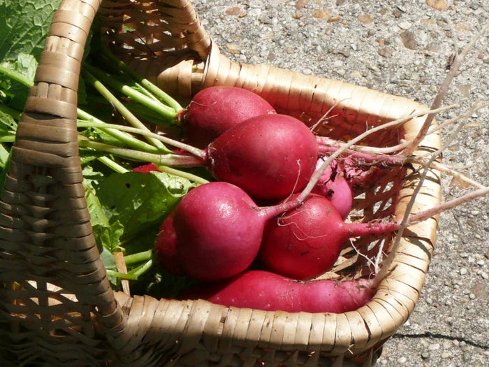 Radish Seeds - German Giant Heirloom Variety - Raphanus sativus