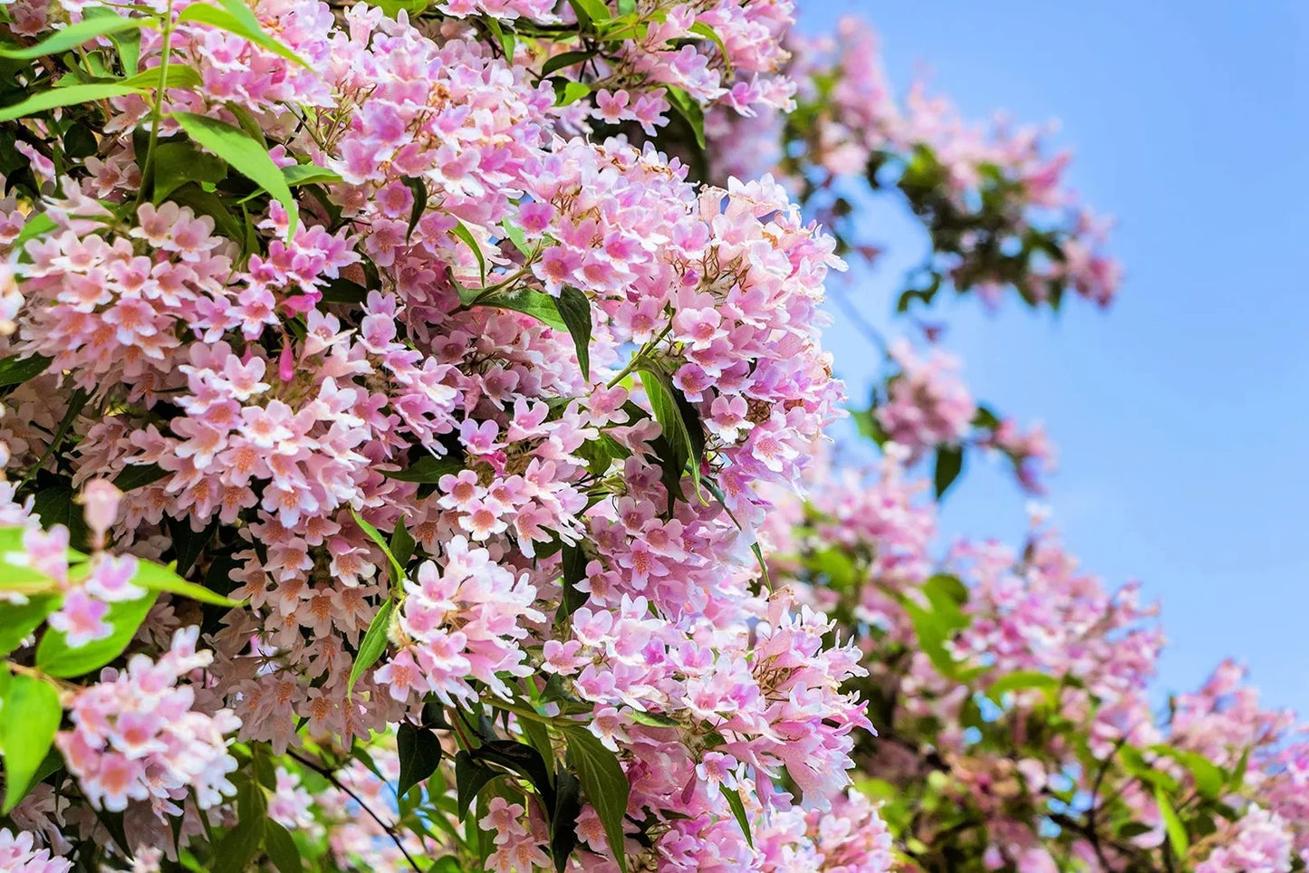 Beautybush Seeds for Planting, Pink Flowers, Kolkwitzia amabilis, 20 Seeds for Garden, Shrub, Hedges