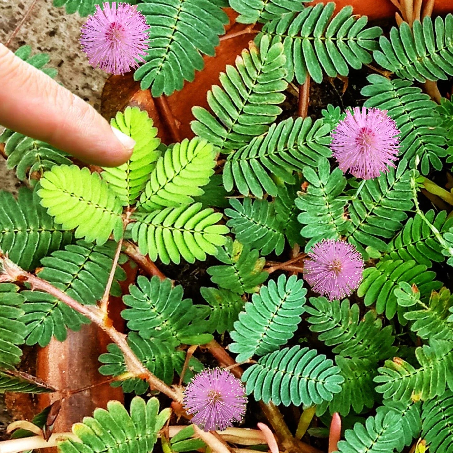 Sensitive Plant Seeds - Mimosa pudica Touch-Responsive Indoor/Outdoor Seeds for 2025 Gardening
