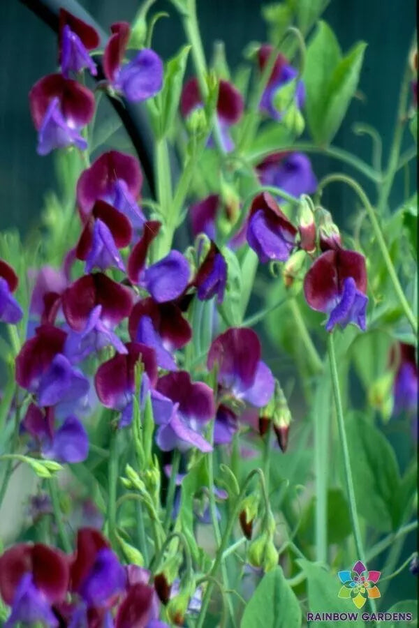 Wild Annual Sweet Pea Seeds - 50+ Pack, Fragrant Climbing Flower, Lathyrus odoratus, Garden Planting, Pollinator Attractant