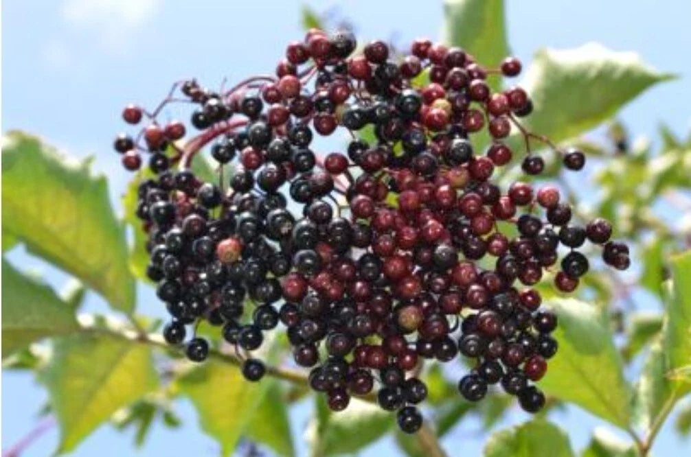 Elderberry Seeds - 100+ Sambucus Nigra Heirloom Seeds for Medicinal Planting, Fruit & Flower Cultivation
